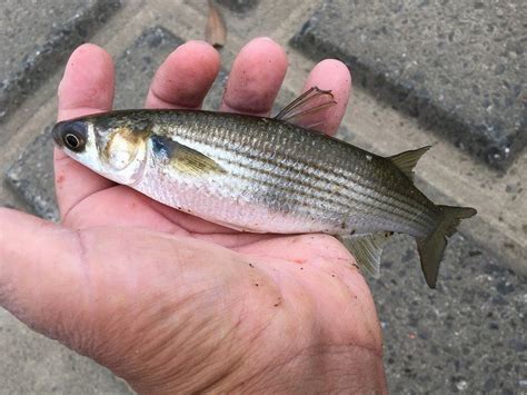 波羅魚種類|ボラ科について＆生物一覧ー 